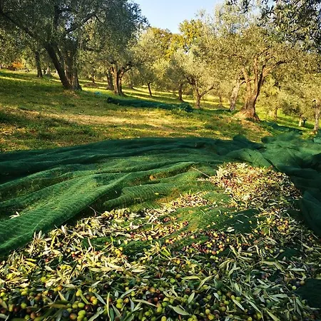 Monte Oliveto * Palazzo (Umbria)